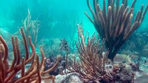 Underwater coral reef with branching sea fans